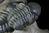 Dalejeproetus & Two Reedops Trilobite Association #174904-14
